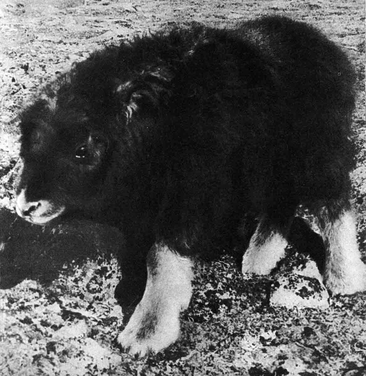Овцебык теленок на острове Врангеля, разведение в 1970 году Овцебык теленок на острове Врангеля, разведение в 1970 году