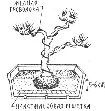 выращивание бонсаи, медная проволока