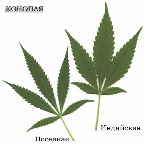 Конопля Cannabis листья