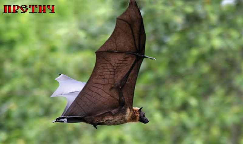 Phyllostominae большой вампир