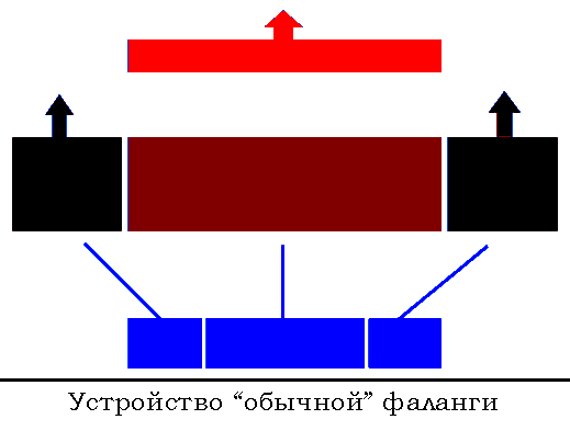 устройство обычной македонской фаланги
