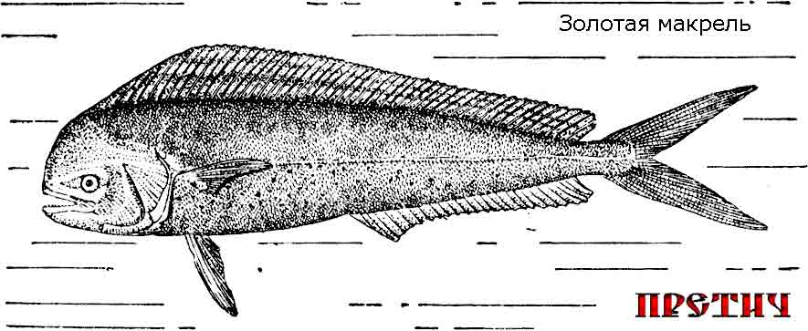Золотая макрель Coryphaena hippurus