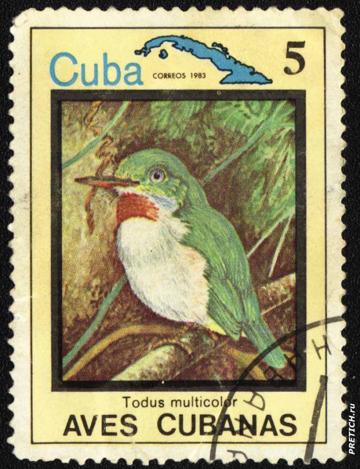 Todus multicolor