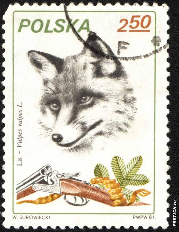 Lis - Vulpes vulpes L. W. Surowiecki
