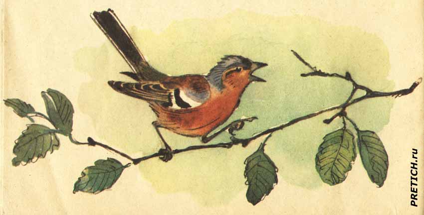 рисунки птиц из детских советских книжек рисунки птиц из детских советских книжек